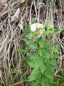 Image of Texas milkweed