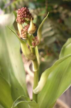 Image of fragrant dracaena