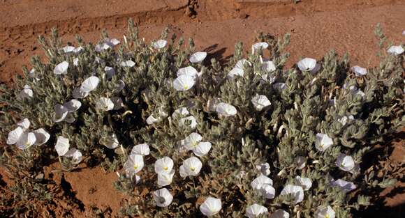 Imagem de Convolvulus supinus Coss. & Kral.