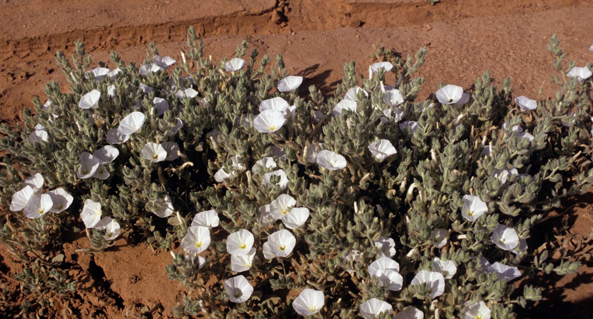 Image de Convolvulus supinus Coss. & Kral.