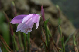 Plancia ëd Pleione formosana Hayata