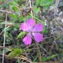 Dianthus viscidus Bory & Chaub.的圖片