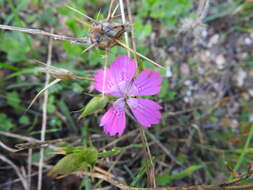 Image of Dianthus viscidus Bory & Chaub.