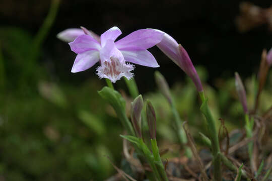 Plancia ëd Pleione formosana Hayata