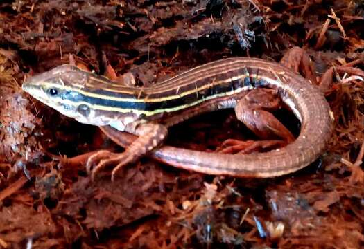 Image of Giant Whiptail