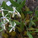 Image of <i>Dendrobium triflorum</i> (Blume) Lindl.