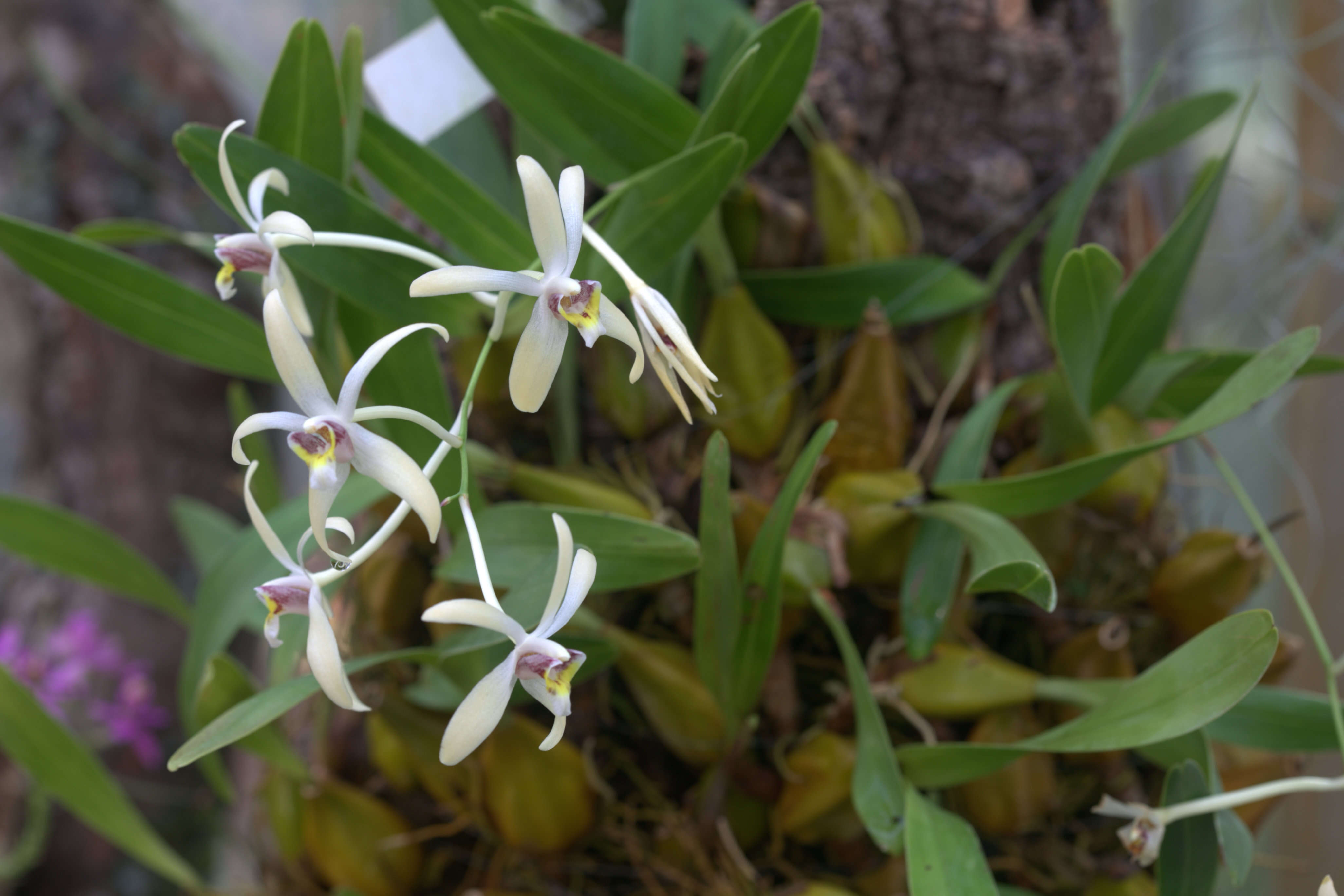 Dendrobium triflorum (Blume) Lindl.的圖片