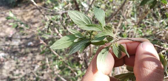 Image de Neopringlea integrifolia (Hemsl.) S. Wats.