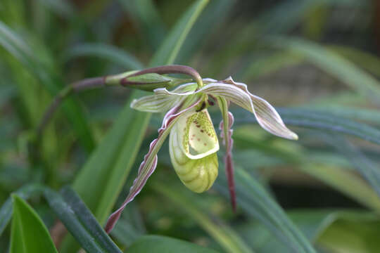 Image de Phragmipedium pearcei (Veitch ex J. Dix) Rauh & Senghas