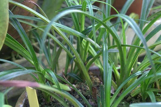 Image de Phragmipedium pearcei (Veitch ex J. Dix) Rauh & Senghas