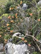 Image of Mountain dahlia
