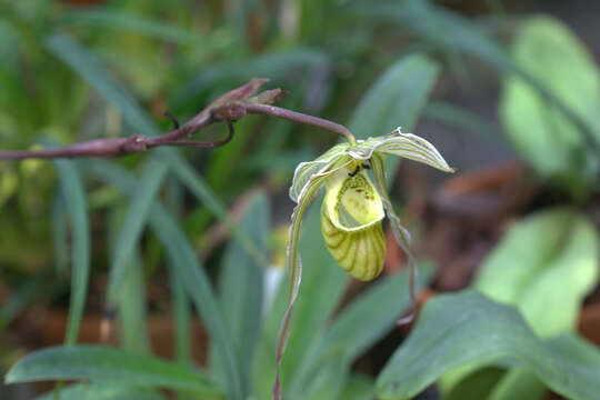 Image of Pearce's Phragmipedium