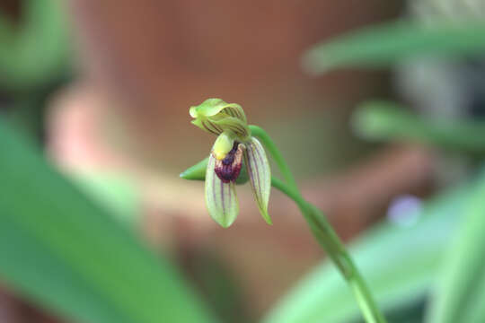 Image of Maxillaria lineolata (Fenzl) Molinari