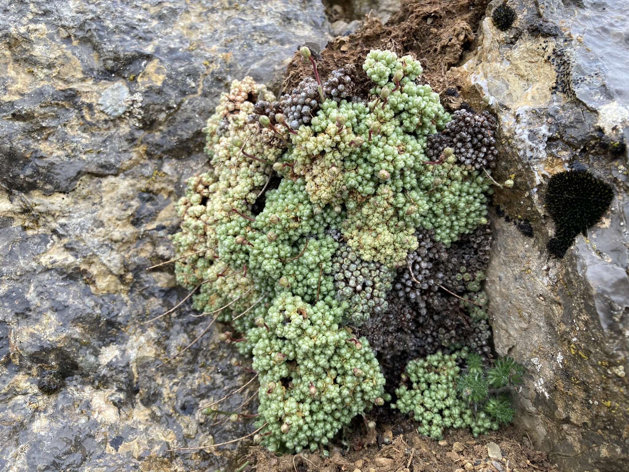 Plancia ëd Saxifraga erioblasta Boiss. & Reuter