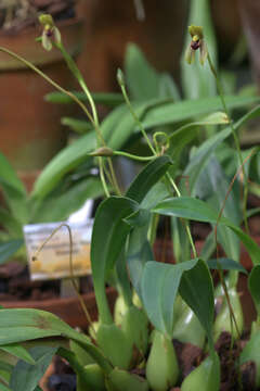 Image of Maxillaria lineolata (Fenzl) Molinari