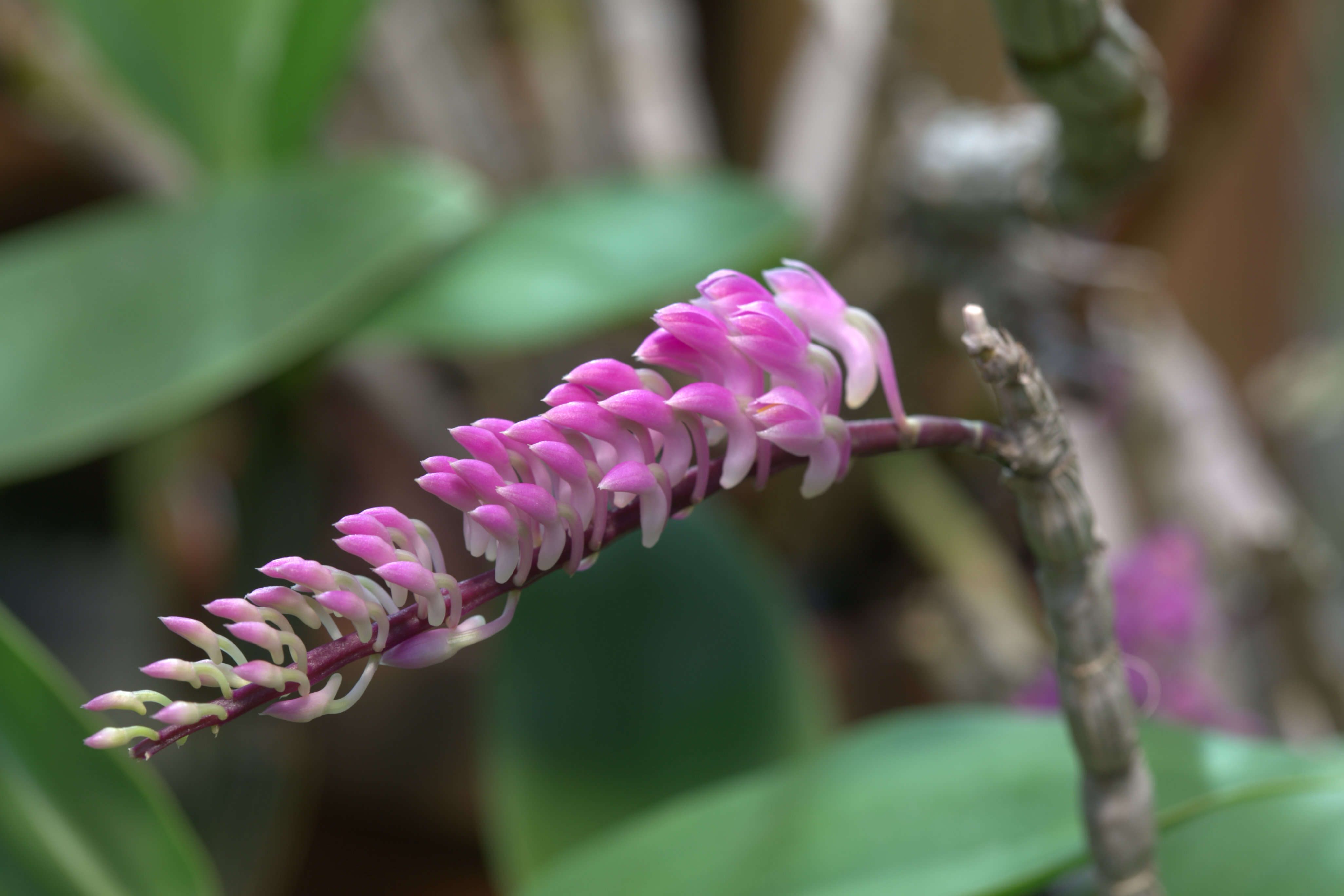 Sivun Dendrobium secundum (Blume) Lindl. ex Wall. kuva