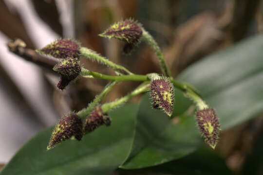 Image of Dendrobium macrophyllum var. macrophyllum