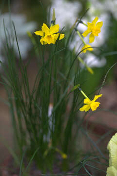 Image of jonquil