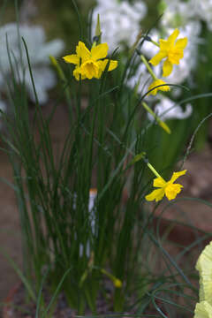 Image of jonquil