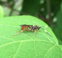 Image of Cratichneumon subfilatus Heinrich 1961