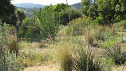 Image of redflower false yucca