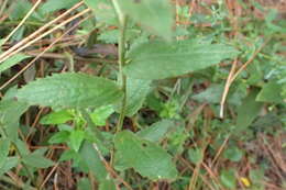 Image of Rosy Camphorweed