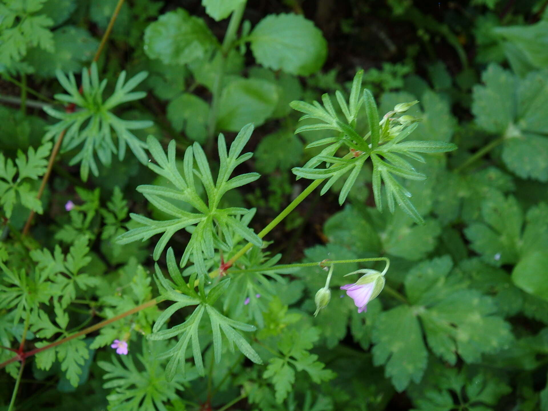 Plancia ëd Geranium columbinum L.