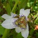 صورة Tigridia mariaetrinitatis Espejo & López-Ferr.