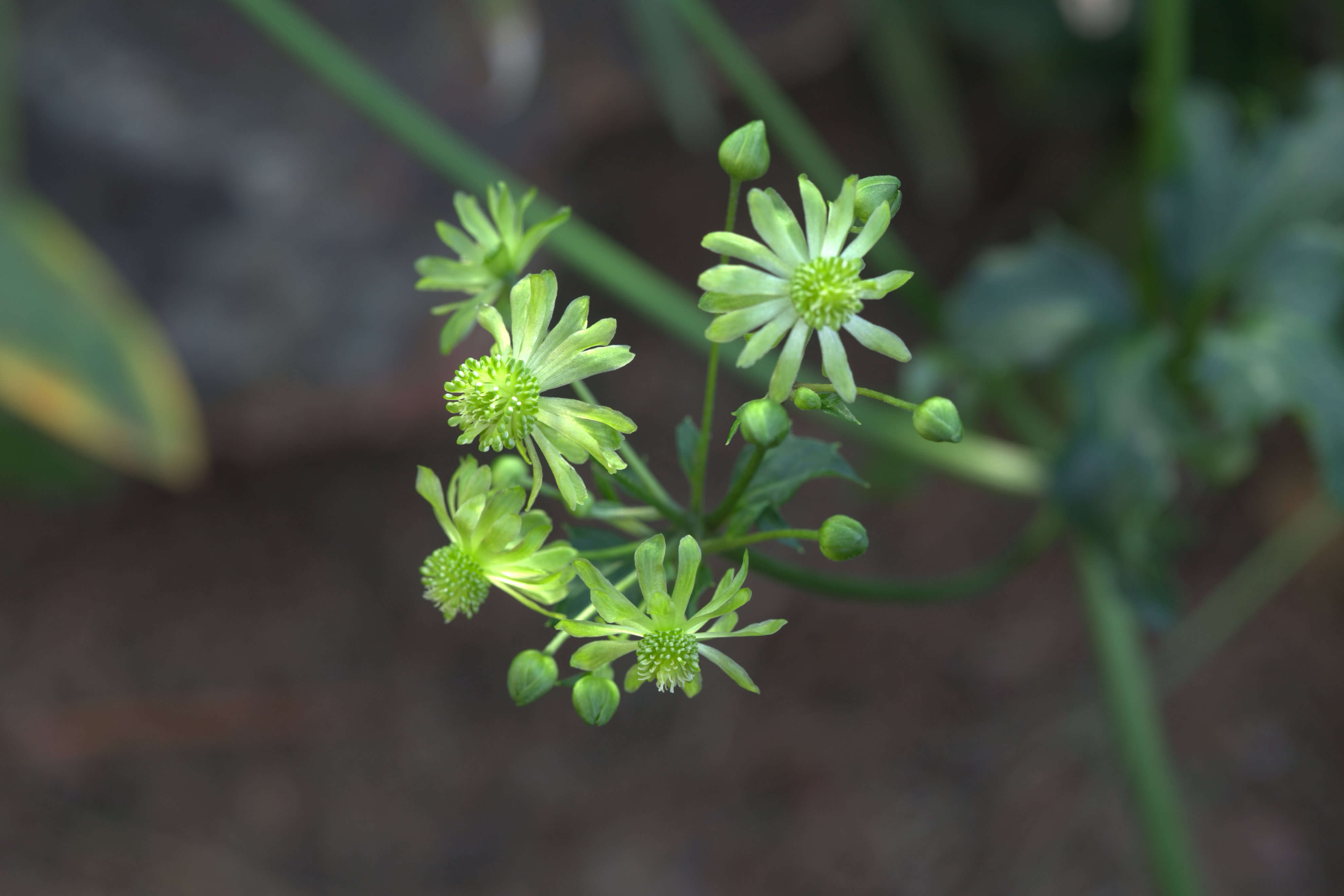 Image of Knowltonia vesicatoria (L. fil.) Sims