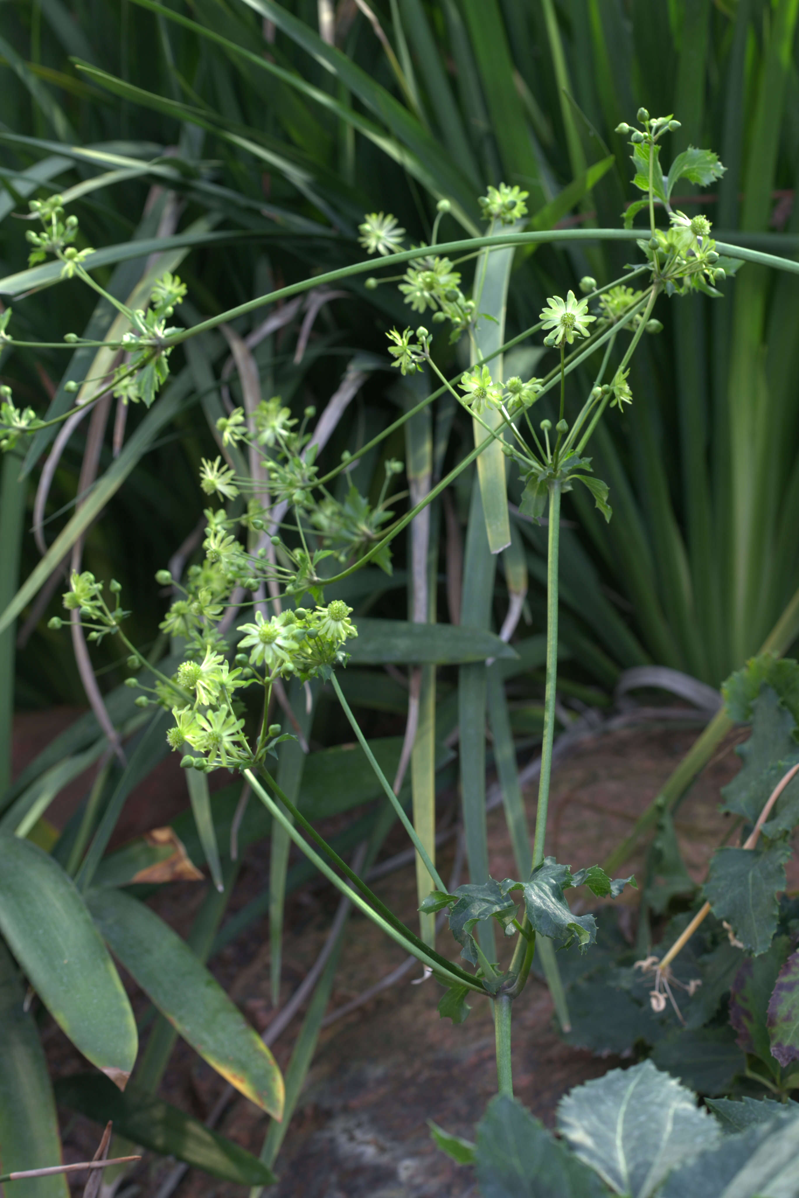 Image of Knowltonia vesicatoria (L. fil.) Sims