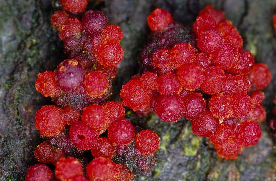 Image of Nectria cinnabarina (Tode) Fr. 1849