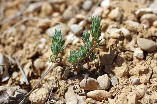 Sivun Teucrium polium L. kuva