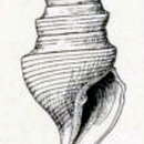 Image of Borsonella hooveri (Arnold 1903)