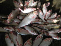 Image of silver carp