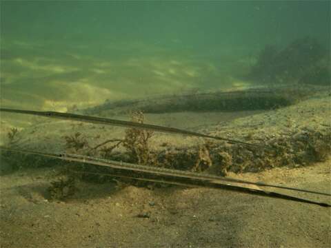 Image of Bluespotted cornetfish