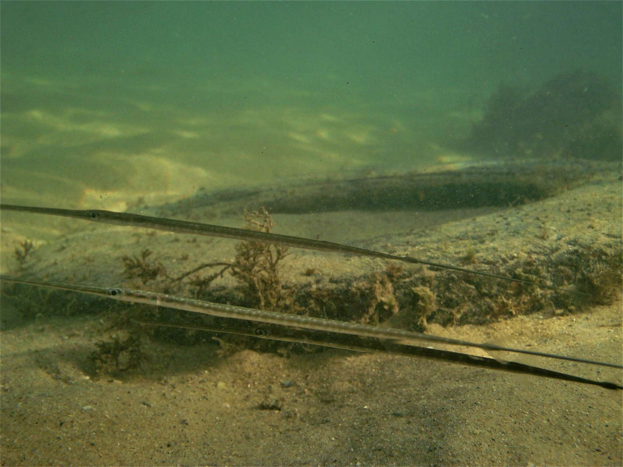 Image of Bluespotted cornetfish