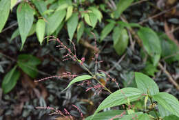 Image of Boehmeria zollingeriana var. podocarpa (W. T. Wang) W. T. Wang & C. J. Chen