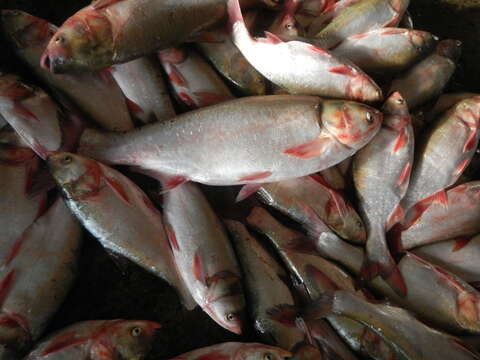 Image of silver carp