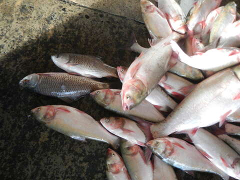 Image of silver carp