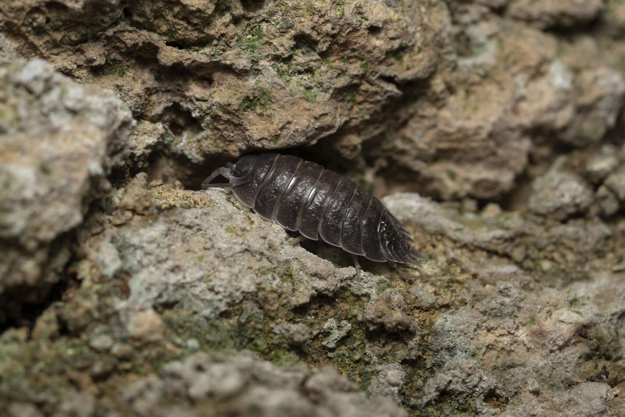 Image of Porcellio obsoletus Budde-Lund 1885