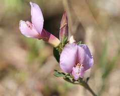 Cytisus purpureus Scop.的圖片