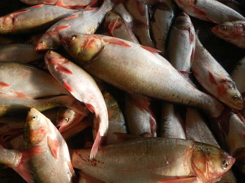 Image of silver carp