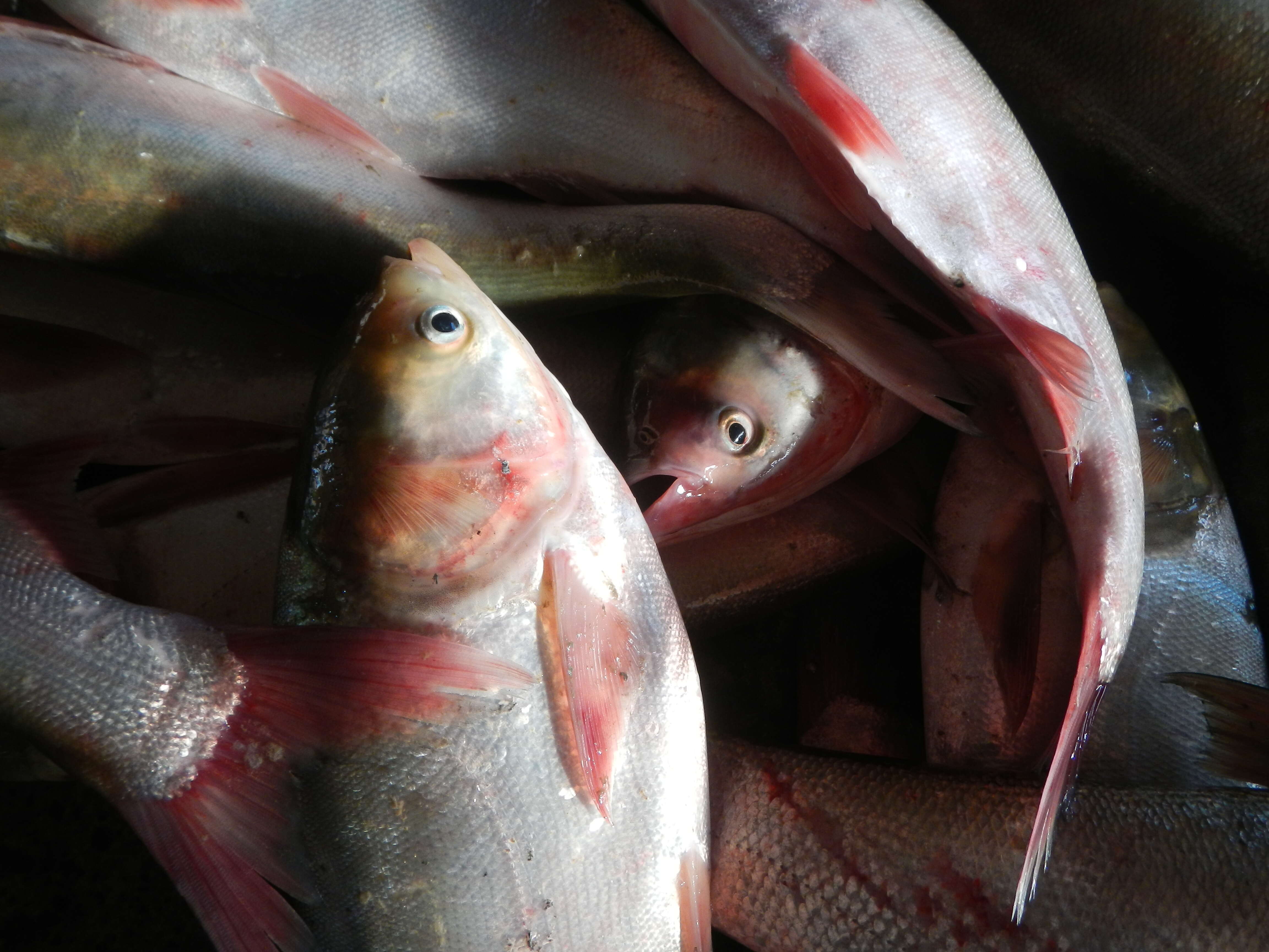 Image of silver carp