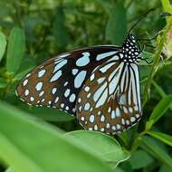 Image de Tirumala limniace exoticus