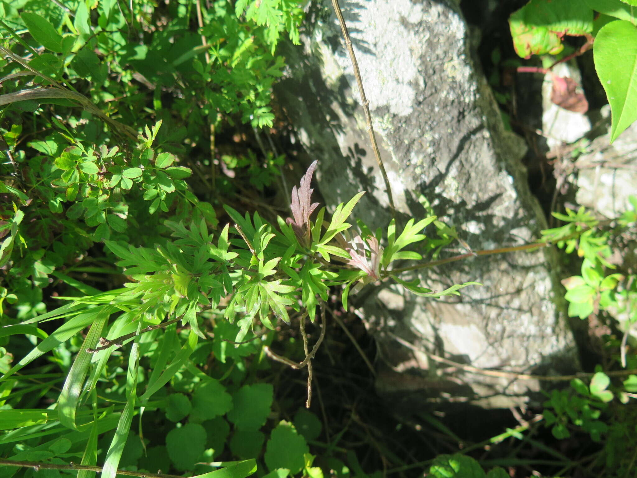 Image of Aconitum jaluense Kom.