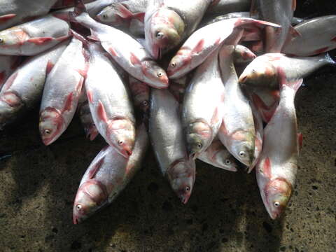 Image of silver carp