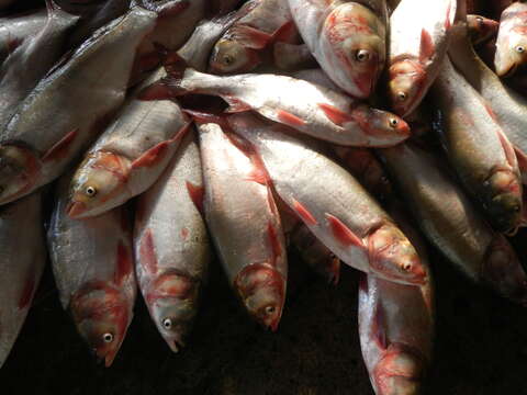 Image of silver carp