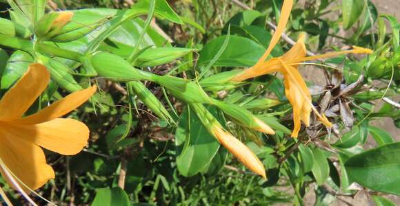 صورة Barleria prionitis subsp. delagoensis (Obermeyer) R. K. Brummitt & J. R. I. Wood