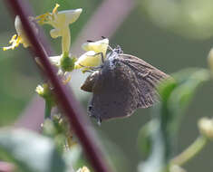 صورة Satyrium auretorum (Boisduval 1852)