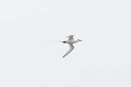 Image of Red-billed Tropicbird